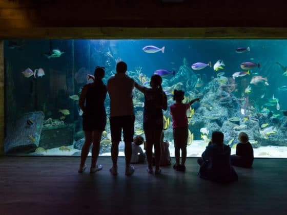 The Aquarium Skegness Aquarium